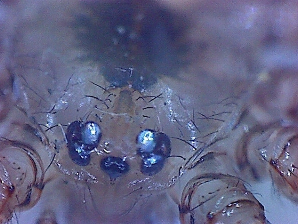 Mikroskop Omegon Digital USB hand - pavúčie oči